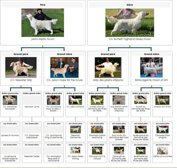 Cliquer sur le pédigrée afin de l 'agrandir