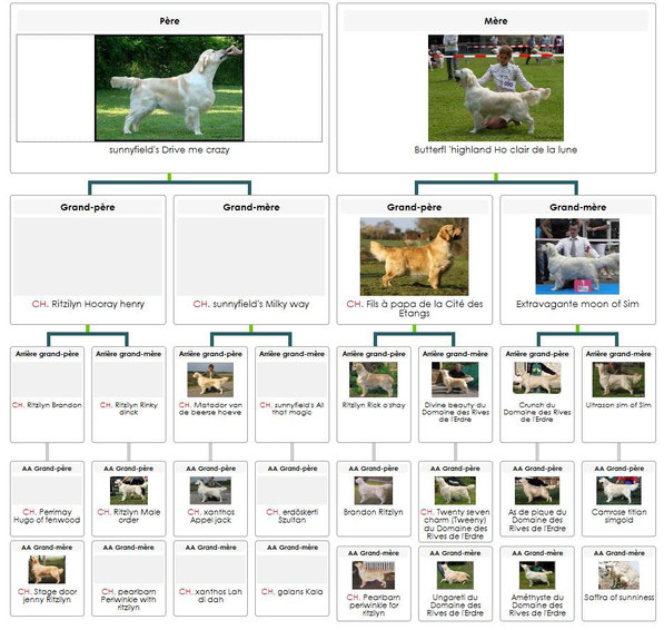 Cliquer sur le pédigrée afin de l agrandir