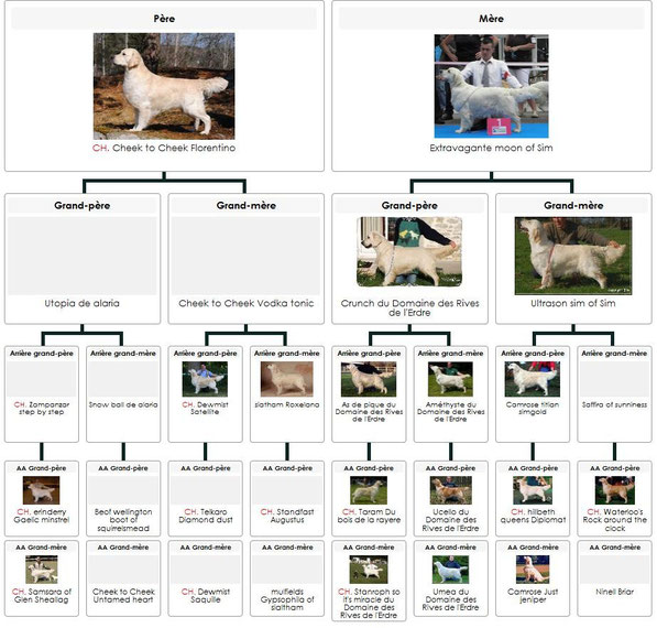 Cliquer sur le pédigree afin de l agrandir