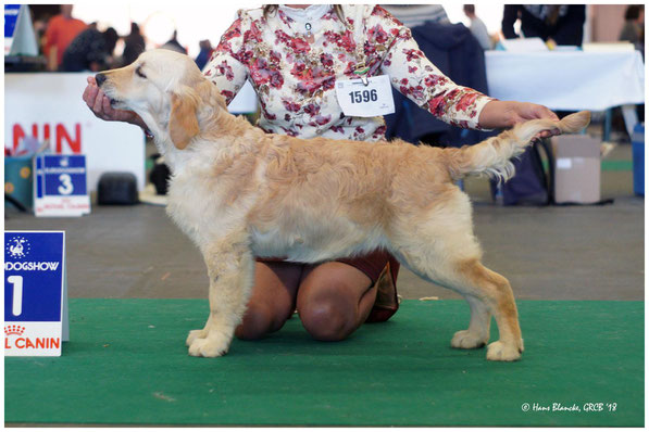 Bella 4 mois, Best Minor Puppy en Belgique 