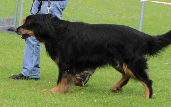 Bandito vom Erpener Feld