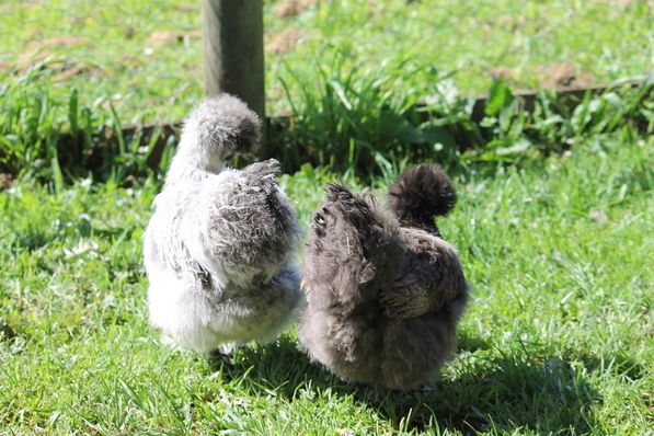 L-R: Queenie and Pingu.