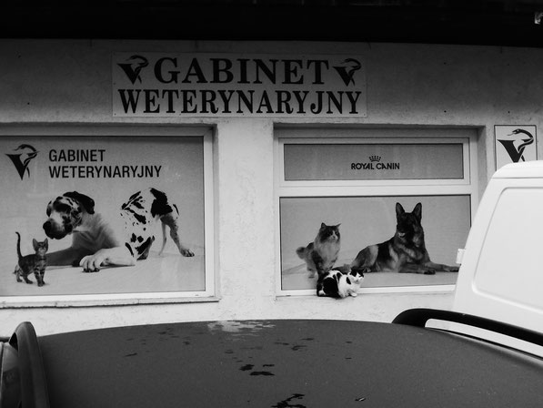 Lobez, Poland monocrome, black and white, sweet and lovely litte details Zdjęcia z Lobez, Monochromatyczne, cat before veterinarian, Katze vor Tierarzt