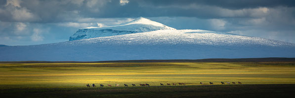 Herðubreið, Ódáðahraun, Icelandic Horse, Isländer, Riding, Kollóttadyngja, Iceland, Volcano, Viðiker