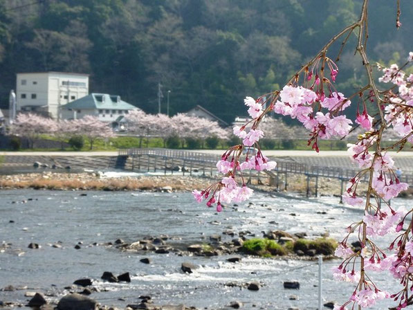 しあわせ橋と桜