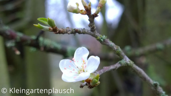 Zweig von Kirschpflaume mit erster zarter weißer Blüte und Blattansätzen
