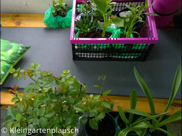 Diverse gekaufte Pflanzen in Töpfen und Tüten und pinker Kiste in unserer Hütte