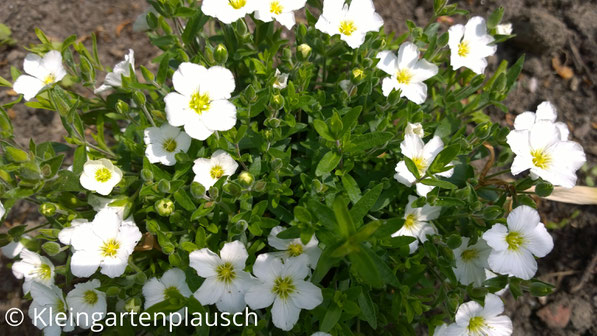 Kleine weiße runde Blüten mit gelbem Inneren