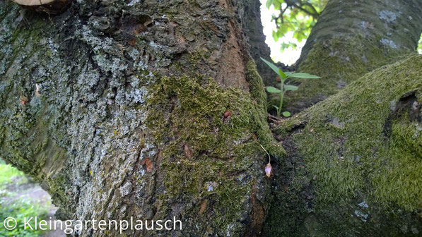 Giersch hat Kirschbaum erobert und sitzt in Astgabel