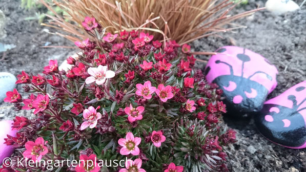 Mossteinbrech pink und rosa blühend, daneben pinke Stein-Marienkäfer