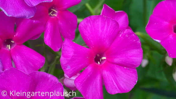 Auhweiah, ich hoffe, Phloxisten, die sich genau mit Details und Kennzeichen der Qualität von Phlox auskennen, verdrehen jetzt nicht empört die Augen: Mir gefiel mein pink blühender hoher Staudenphlox unbekannten Namens im letzten Jahr sehr :-) !
