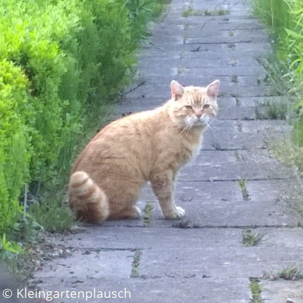 Rothaarige Katze sitzt auf gepflastertem Gartenweg ...