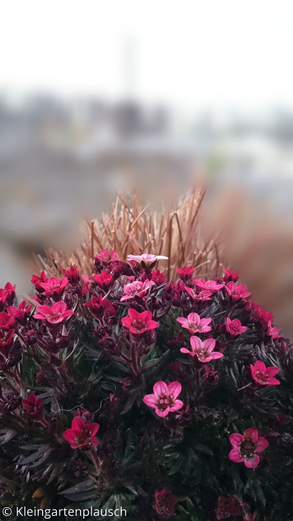 Moossteinbrech mit rosa und pinken Blüten