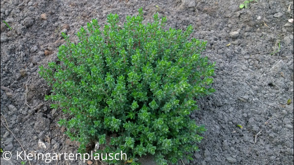 Dunkelgrün-grauer Thymian, wahrscheinlich Feldthymian