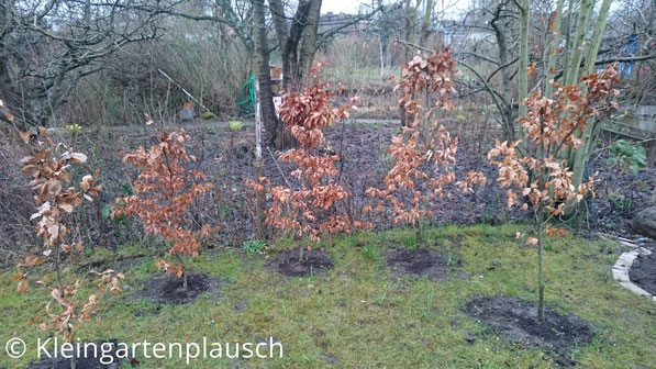 Fünf im Halbkreis angeordnete ca 1,50m große Rotbuchenbäumchen