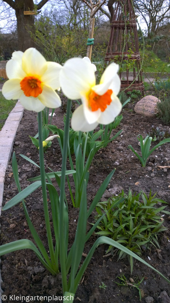 Zwei englische Dichternarzissen, im Hintergrund Kirschbaum, Garten
