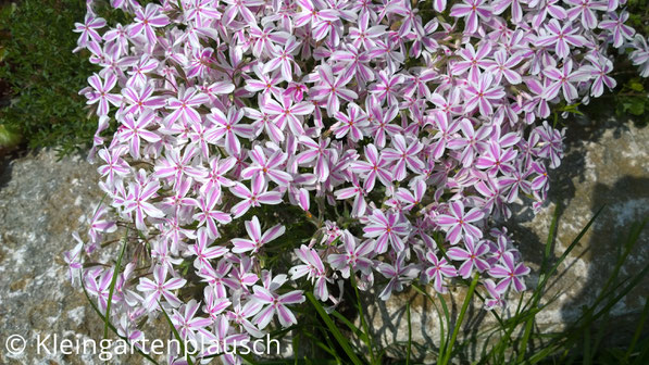 Schmale weiße Blüten mit zartrosa Streifen