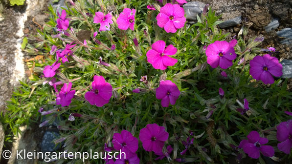 Pinke Blüten