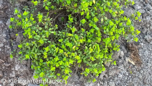 Dieser herrlich grün-golden leuchtende Thymian wurde mir als Thymus Aureus, Goldthymian verkauft .