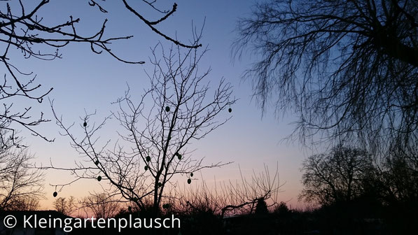 ... bis es irgendwann spät ist und die Abensonne den Pflaumen- und Ostereierbaum anstrahlt. Gute Nacht :-)