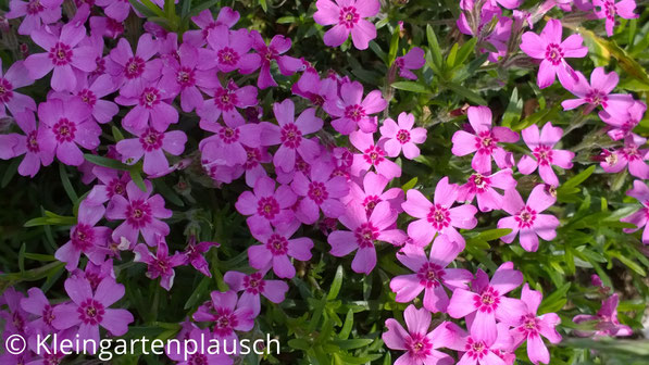 Zartrosa kleine Blüten mit pinkem Auge