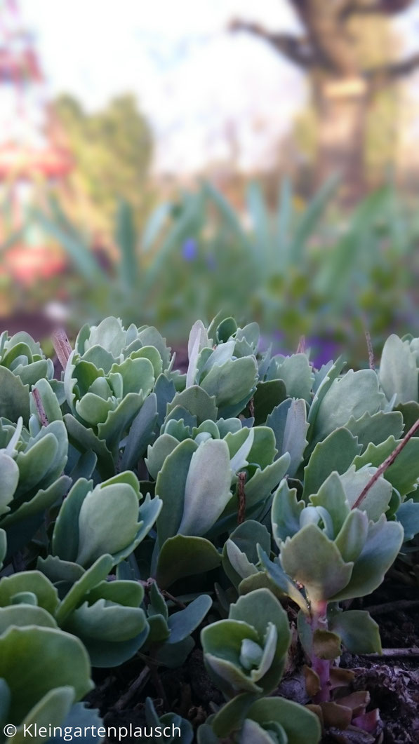 ... und Familie Sedum streckt sich fleißig nach dem letzten Rest Abendsonne.