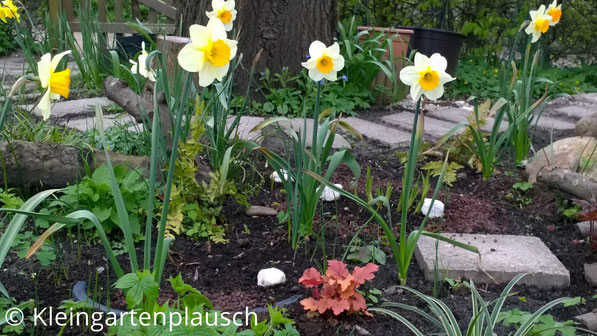Als ich mich umdrehte, sah ich unser junges Schattenbeet, das derzeit noch licht ist und die Narzissen blühen lässt. Mit dem Kirschenlaub schlägt dann - hoffentlich - die Stunde von Hostas, Farnen und sonstigen kleinen Schattenliebhabern ...