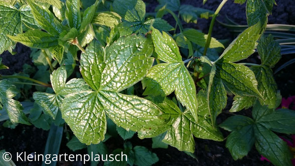 Dunkelgrüne Blätter vom Geranium nodosum mit ausgeprägten Blattadern
