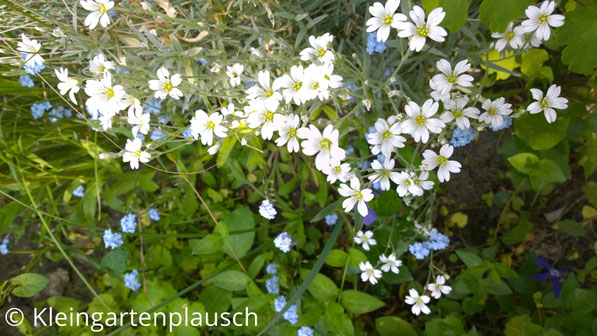Weiße zarte Blüten mit gelbem Inneren