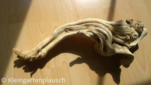 Gereinigtes und poliertes Wurzelstück auf Buchenholztisch