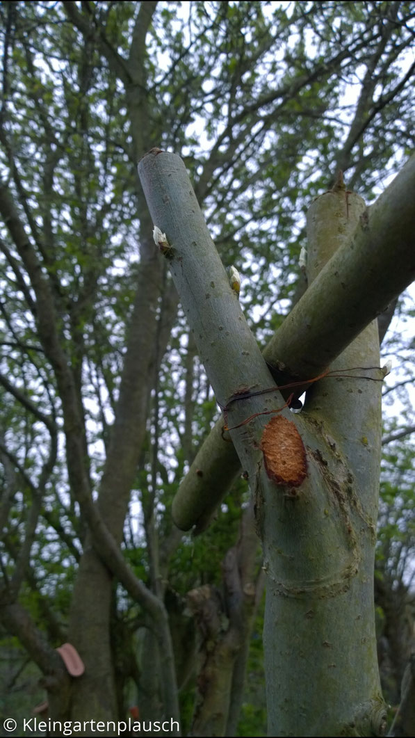 Hier sind die Knospen schon recht deutlich zu sehen und ...