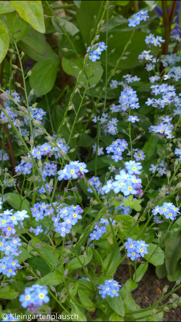 Zarte blaue Blütchen mit gelbem Auge