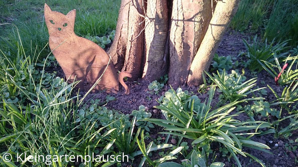 Eine Rost-Dekokatze zu Füßen der Kirschpflaume, rundherum wächst Sedum, darum wiederum Muscari und Krokusse, darum wiederum Schnittlauch - alles selbstangesiedelt...