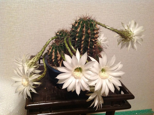 サボテンの花 スーパームーン 満月