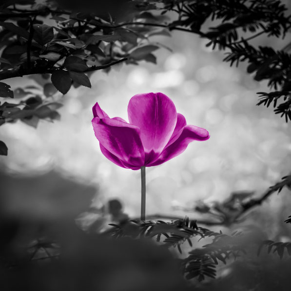 lila blume in schwarz weißer umgebung - heilung seele