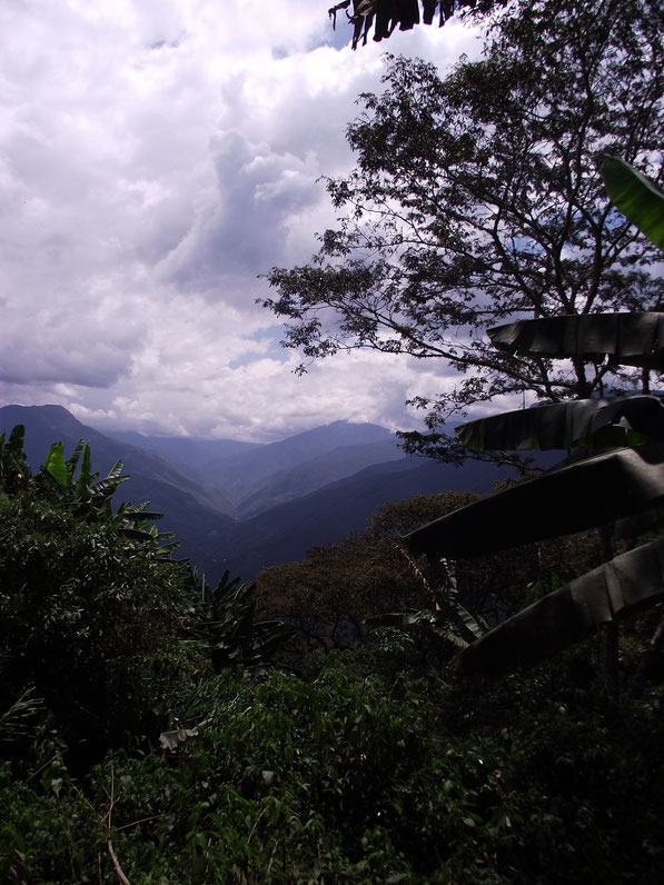 Coiroco, Yungas, Bolivia