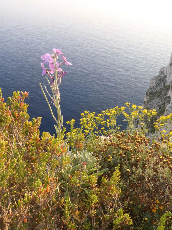 Flowers, Gozo, Malta