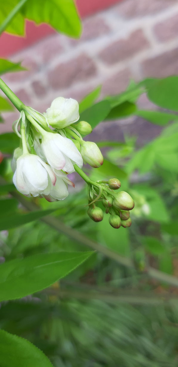 Blüte der Pimpernuß