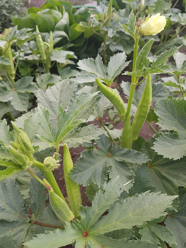 Okras mit Blüte und Schoten