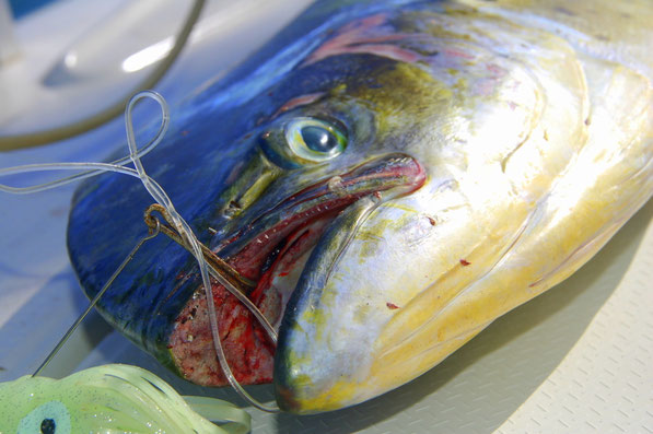 MAHI MAHI, DOLFINFISH oder auch GOLDMAKRELE.... es gibt nichts besseres aus dem Meer.