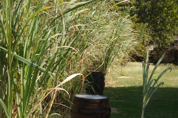 Die Zukerrohrplantage auf Bequia / SVG  wird schon lange nicht mehr bewirtschaftet.