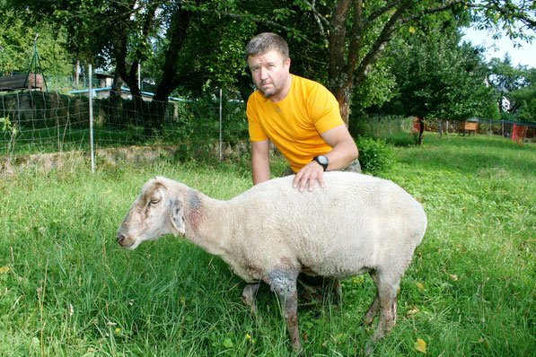 Stefan Pfeiffer mit einem seiner Schafe, die von einem Hund angefallen wurden. Foto: Heiko Lehmann