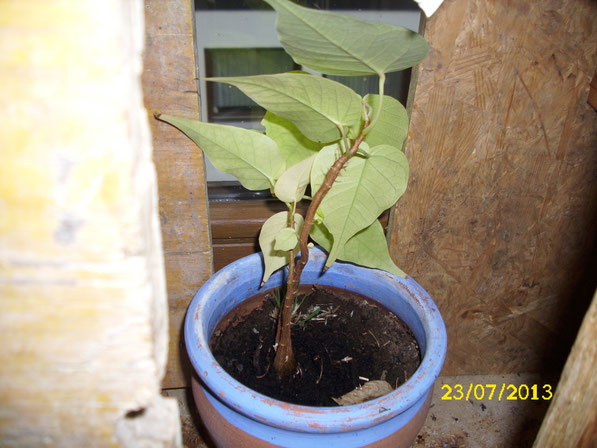 Kleiner ficus religiosa, den ich aus Samen gezogen habe. Bisher ist er gut gewachsen, hat jedoch vorerst sein Wachstum eingestellt. Demnächst wird er umgetopft.