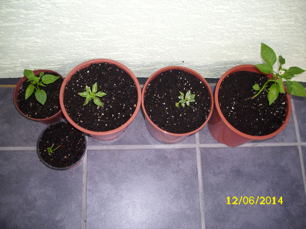 Nach der üppigen Ernte 2013 stehen auch dieses Jahr wieder einige Chili Pflanzen auf dem Balkon. Links stehen 2 kleine Kirsch Chili Pflanzen mit einem Schärfegrad von 1 und die beiden in der Mitte sind Fish Pepper Chilis mit einem Schärfegrad von 6. 