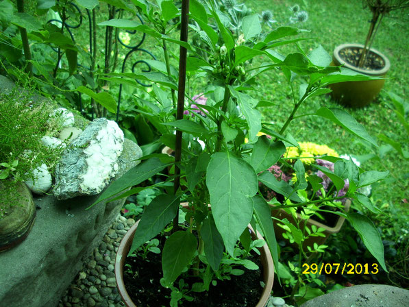 Eine weitere Chilipflanze auf der Terrase vor unserem Haus. Hierbei handelt es sich um eine "Ecuadorian Sweet" (capsicum chinense). Die Pflanze wird Chilischoten bekommen die relativ mild sind.