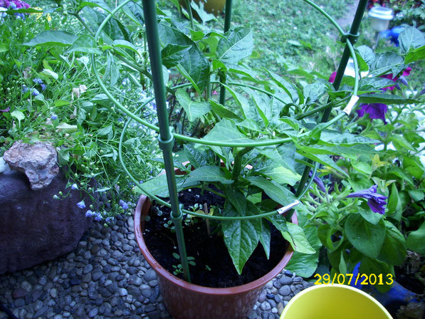 Eine kleine Chilipflanze der Sorte "Sigaretta Short" (capsicum annuum) aus Italien. Die Früchte besitzen Schärfegrad 5. Das Pflänzchen hat einen schönen Platz auf der Terrasse vor dem Haus.