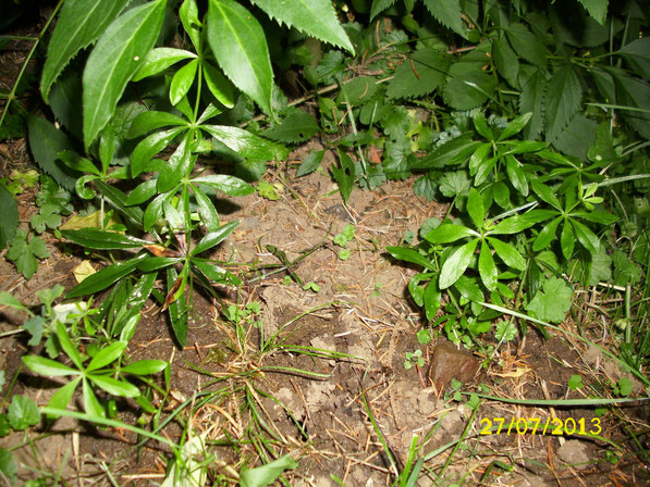 Im Garten wurde ein wenig Waldmeister (galium odoratum) gesetzt und offensichtlich gefällt ihm der Platz sehr gut, denn er hat bereits begonnen richtig gut zu wachsen. Man kann bereits die großen Pflanzen rechts und links gut erkennen.