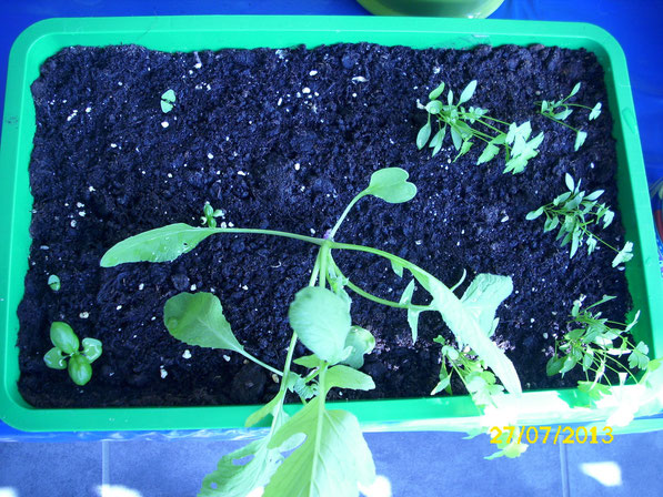 Aus diversen Samen, die ich in eine kleine Anzuchtschale voller Blumenerde gesetzt habe wachsen allmählich die ersten zarten Pflänzchen. Rechts Petersilie, in der Mitte Radieschen und links Basilikum.