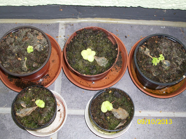 Auch die Fettkräuter (pinguicula x tina) zeigen das das Klima auf dem Balkon gut für sie ist und aus den kleinen Pflänzchen werden allmählich größere Pflanzen.