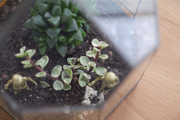 Gewächshaus für Kakteen und Sukkulenten DIY omniview